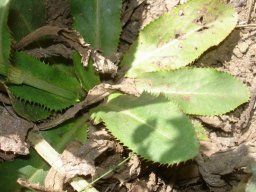 Callilepis laureola leaves